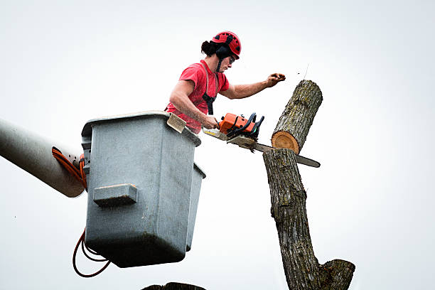 Leaf Removal in Hutchinson Island South, FL